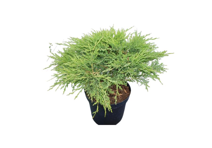 Jałowiec płożący Juniperus horizontalis ŁAZUCCY