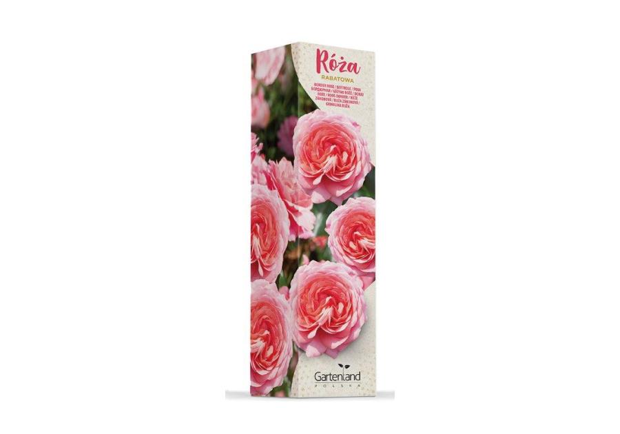 Róża rabatowa mix kolorów GARTENLAND