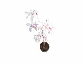 Magnolia Loebnera Leonard Messel ŁAZUCCY