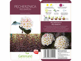 Pęcherznica Luteus GARTENLAND