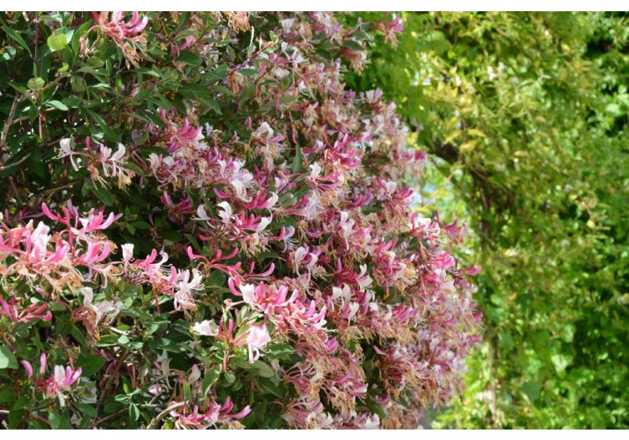 Wiciokrzew C2 CLEMATIS