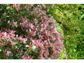 Wiciokrzew C2 CLEMATIS