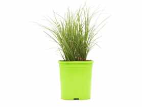 Trawa ozdobna mix Koe WN GARTENLAND