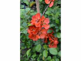Pigwowiec C2 CLEMATIS