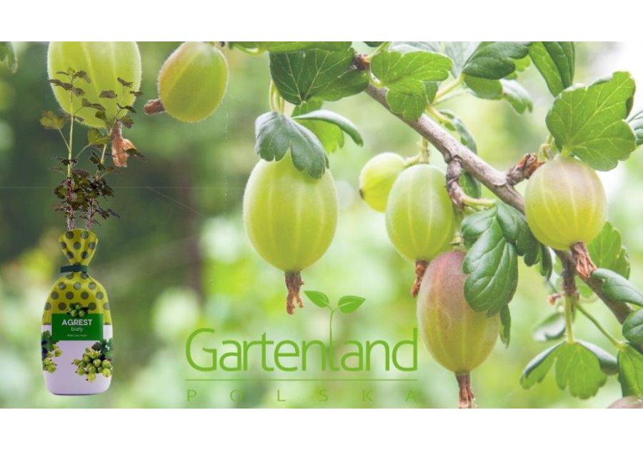 Agrest żółty GARTENLAND