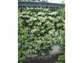 Przywarka japońska C2 CLEMATIS