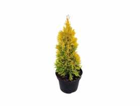 Żywotnik zachodni Golden Brabant Thuja occidentalis C3/40-60 cm ŁAZUCCY
