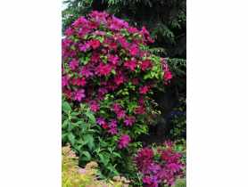 Powojnik wielkokwiatowy C2 CLEMATIS