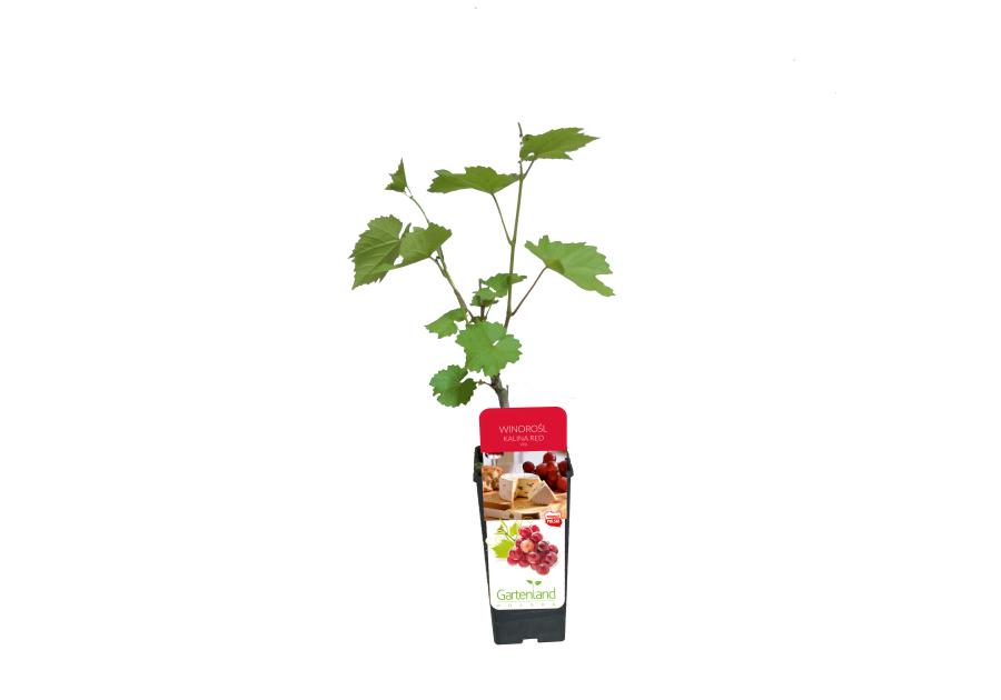 Winorośl Kalina Red GARTENLAND