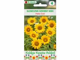 Słonecznik ozdobny Helianthus W.LEGUTKO