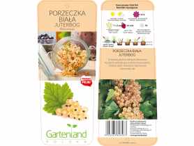 Porzeczka biała Juteborg GARTENLAND