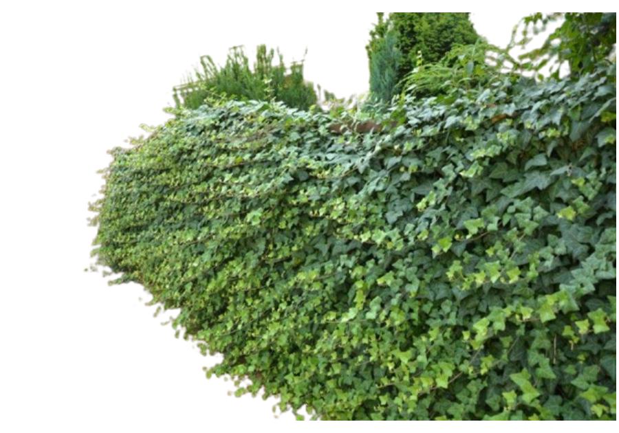 Bluszcz pospolity C2 CLEMATIS
