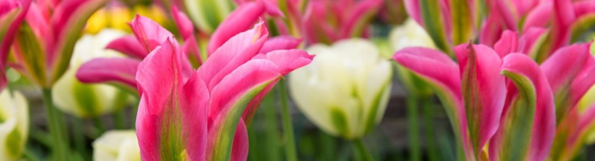 Bohater miesiąca – tulipan