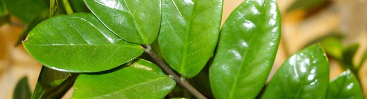 Tytan wśród roślin doniczkowych – zamiokulkas zawsze zielony