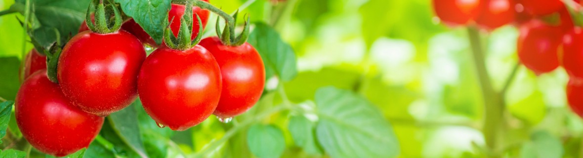 Pomidorki koktajlowe – w sam raz na grządkę, taras i balkon