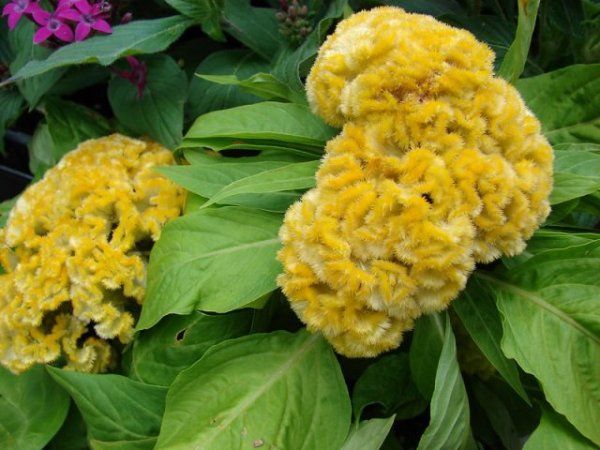 Celozja grzebieniasta (Celosia argentea cristata) (fot. pixabay.com)