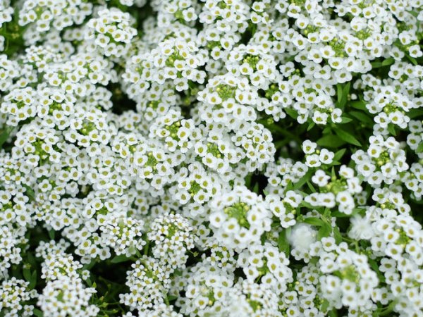 Smagliczka nadmorska (Lobularia maritima) (fot. Dreamstime)