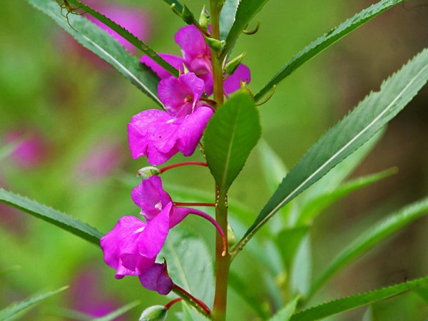 Niecierpek balsamina (Impatiens balsamina) (fot. wikipedia.org)