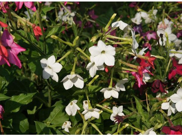 Tytoń oskrzydlony (Nicotiana alata) (fot. Getty Images)