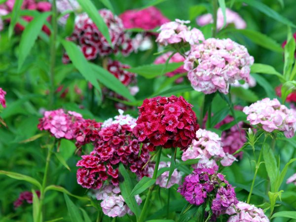 Goździk chiński (Dianthus chinensis) (fot. pixabay.com)