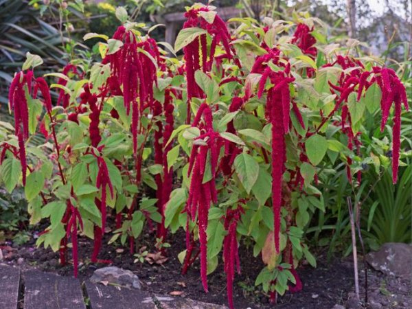 Szarłat zwisły (Amaranthus caudatus) (fot. Getty Images)