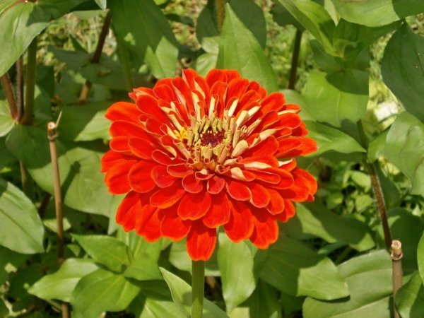 Cynia wytworna (Zinnia elegans) (fot. pixabay.com)