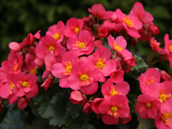 Begonia stale kwitnąca (Begonia semperflorens) (fot. pixabay.com)