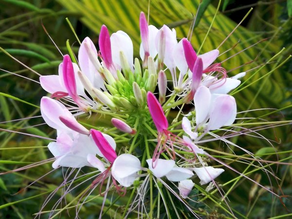 Kleome ciernista (Cleome spinosa) (fot. pixabay.com)