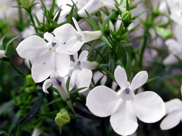 Lobelia przylądkowa (Lobelia erinus) (fot. pixabay.com)