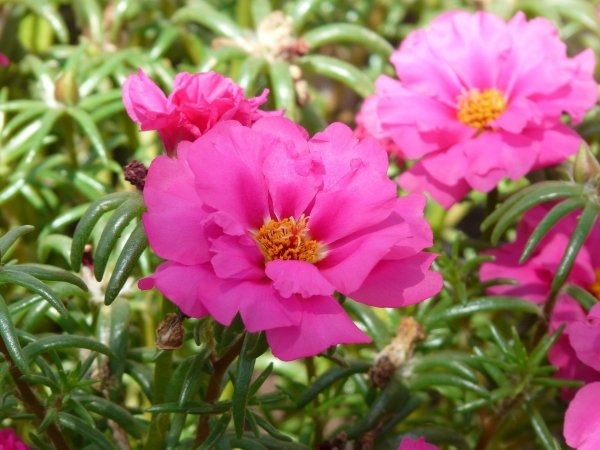 Portulaka wielkokwiatowa (Portulaca grandiflora) (fot. pixabay.com)