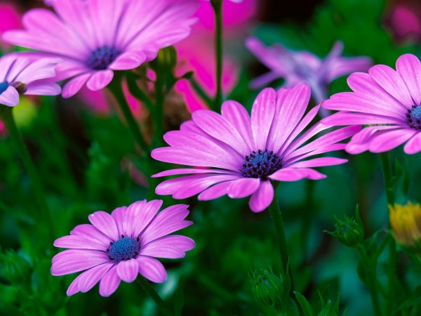 Osteospermum (Osteospermum) (fot. pixabay.com)