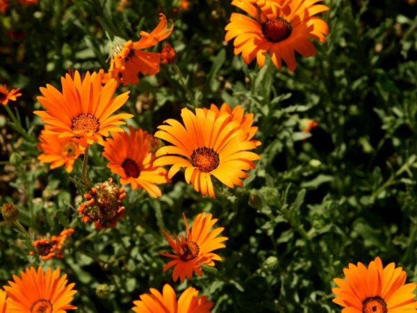 Dimorfoteka pomarańczowa (Dimorphoteca aurantiaca) (fot. Pinterest)