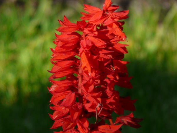 Szałwia błyszcząca (Salvia splendens) (fot. pixabay.com)