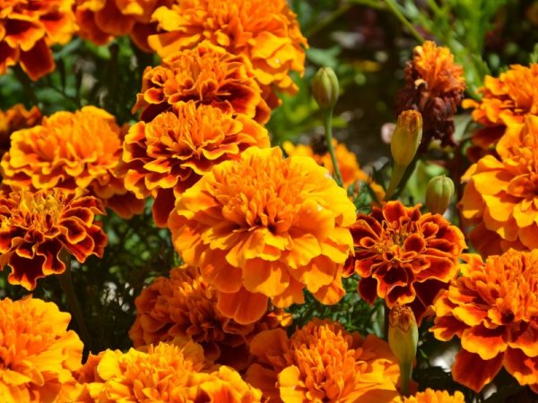 Aksamitka rozpierzchła (Tagetes patula) (fot. pixabay.com)