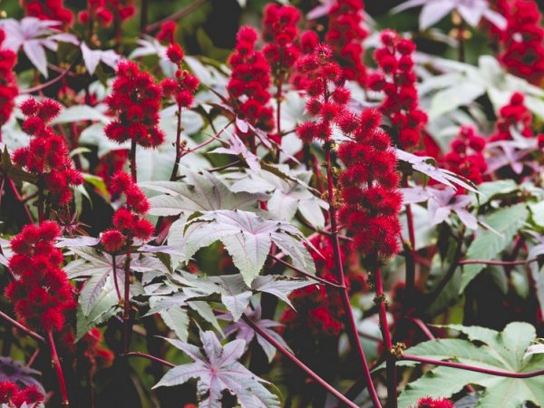 Rącznik pospolity (Ricinus communis) (fot. AdobeStock)