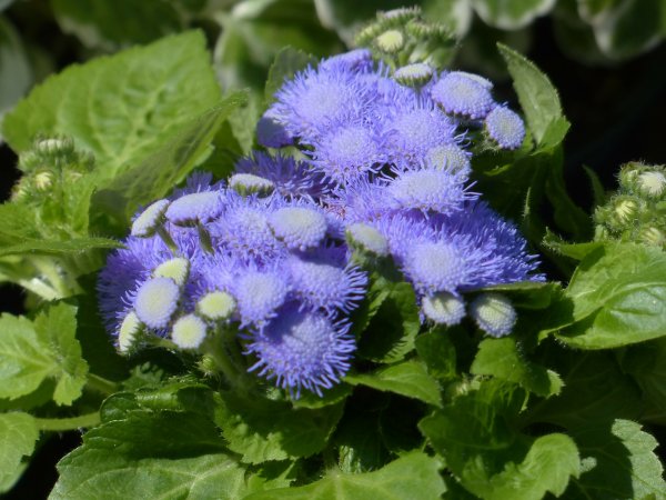 Żeniszek meksykański (Ageratum houstonianum) (fot. pixabay.com)