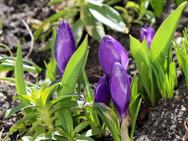 Krokus