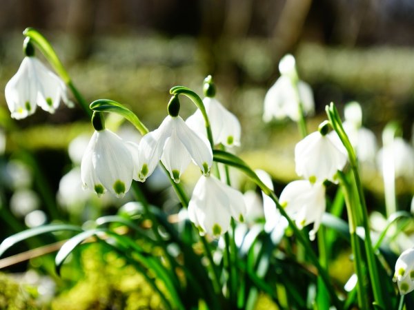 Śnieżyca