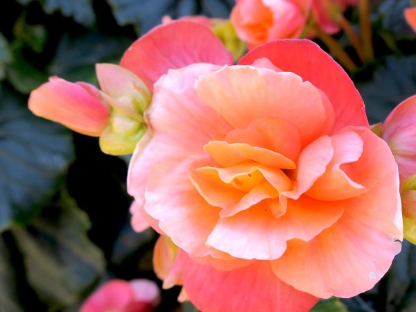 Begonia bulwiasta (Begonia tuberhybrida) (fot. pixabay.com)