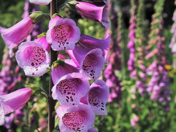 Naparstnica purpurowa (Digitalis purpurea) (fot. pixabay.com)