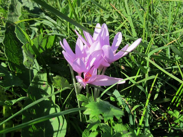 Zimowit jesienny (Colchicum autumnale) (fot. pixabay.com)