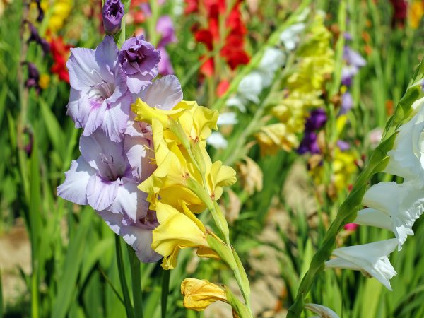 Mieczyk (Gladiolus) (fot. pixabay.com)