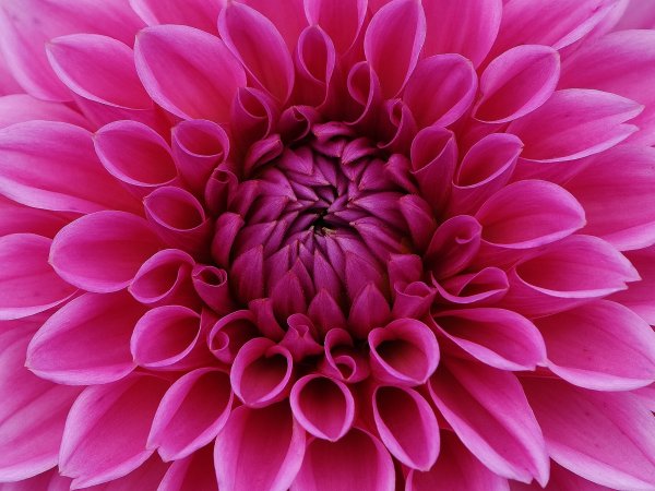 Dalia (Dahlia) (fot. pixabay.com)