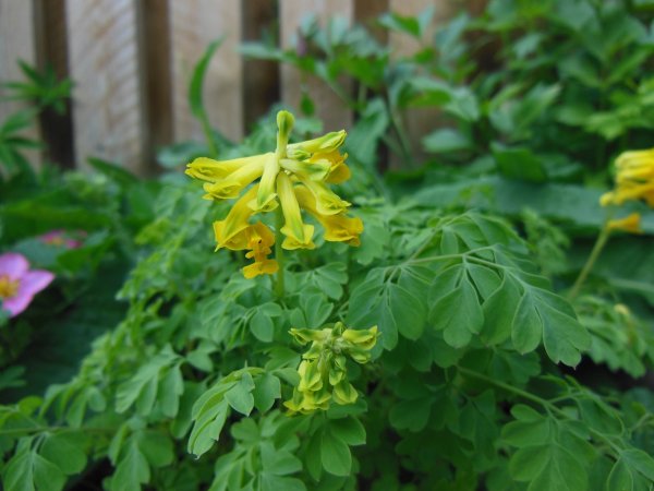 Kokorycz (Corydalis) (fot. pixabay.com)