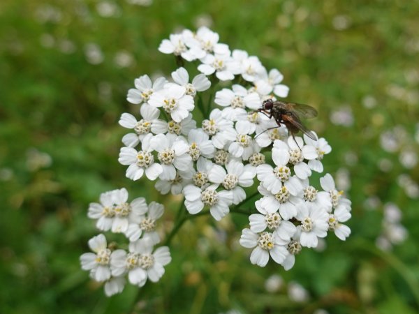 Krwawnik pospolity (Achillea millefolium) (fot. pixabay.com)