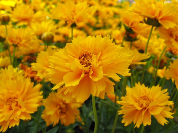 Nachyłek wielkokwiatowy (Coreopsis grandiflora) (fot. Pinterest)