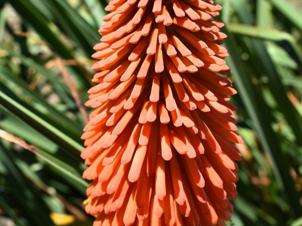 Trytoma ogrodowa (Kniphofia x hybrida) (fot. pixabay.com)