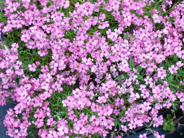 Macierzanka piaskowa (Thymus serpyllum) (fot. Pinterest)