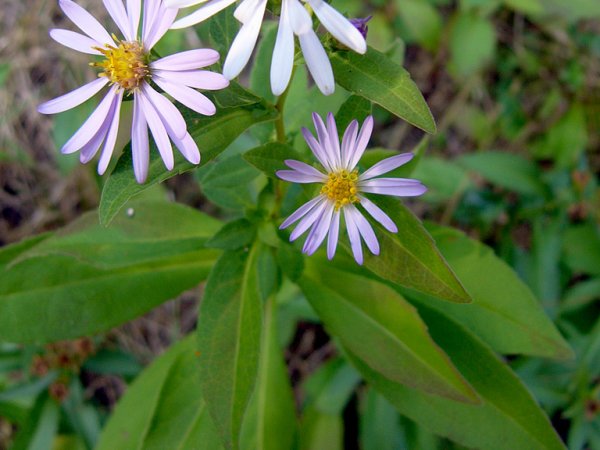 Aster nowobelgijski (Aster novi-belgii) (fot. wikipedia.org)