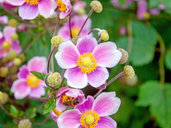 Zawilec japoński (Anemone japonica) (fot. pixabay.com)